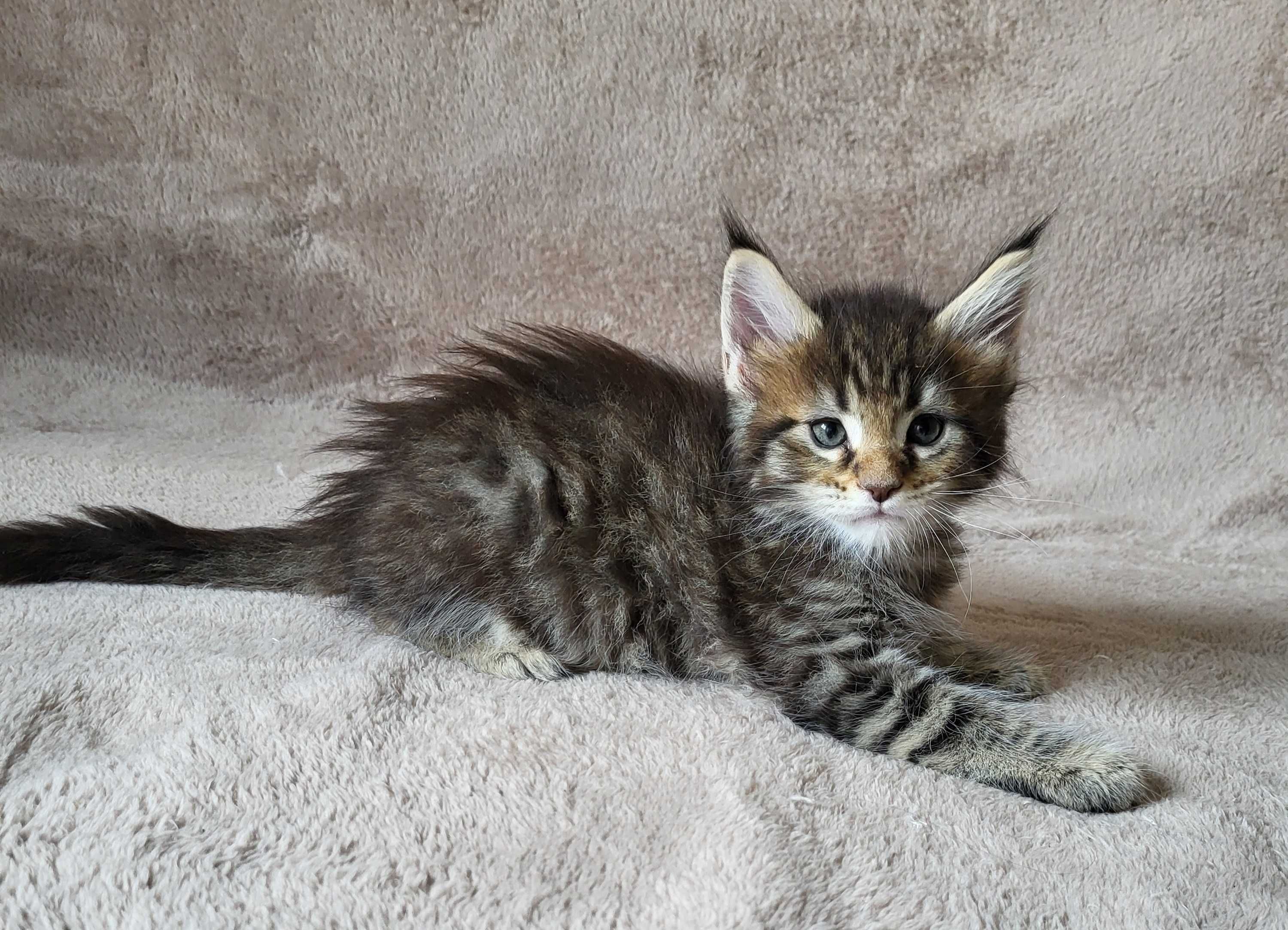 Chłopiec maine coon z rodowodem FPL