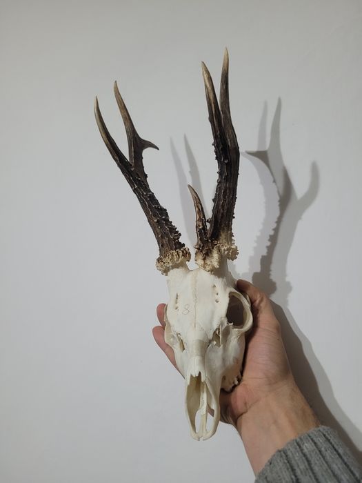 Parostki kozła 3 tykowiec