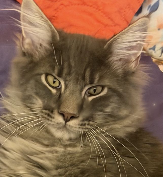 Maine coon kocurek szary niebieski pregowany fife warszawa do odbioru