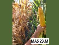 Nasiona kukurydzy kukurydza Mas 23.M Reprodukcja FRA Darmowa dostawa