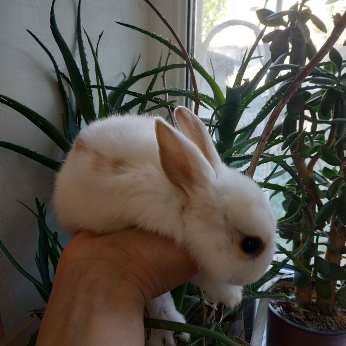 Міні кролики декоративні кролі домашні крольчата клетка