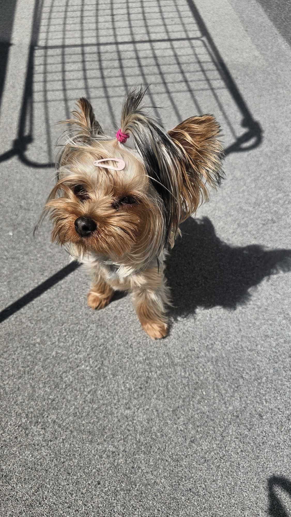 Piesek rasy Yorkshire terrier GOTOWY DO ODBIORU