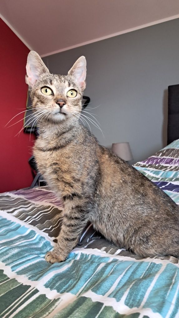 Freya, 1,5 roczna koteczka szuka domku