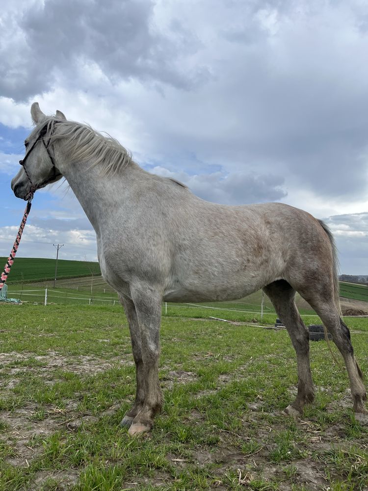 Klacz arabska 5 lat