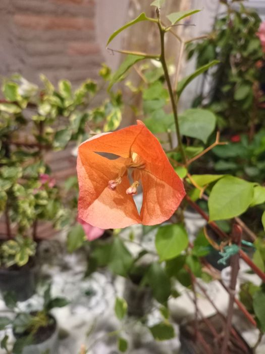 Продам бугенвілію маленьку по 50 грн і велику по 200грн