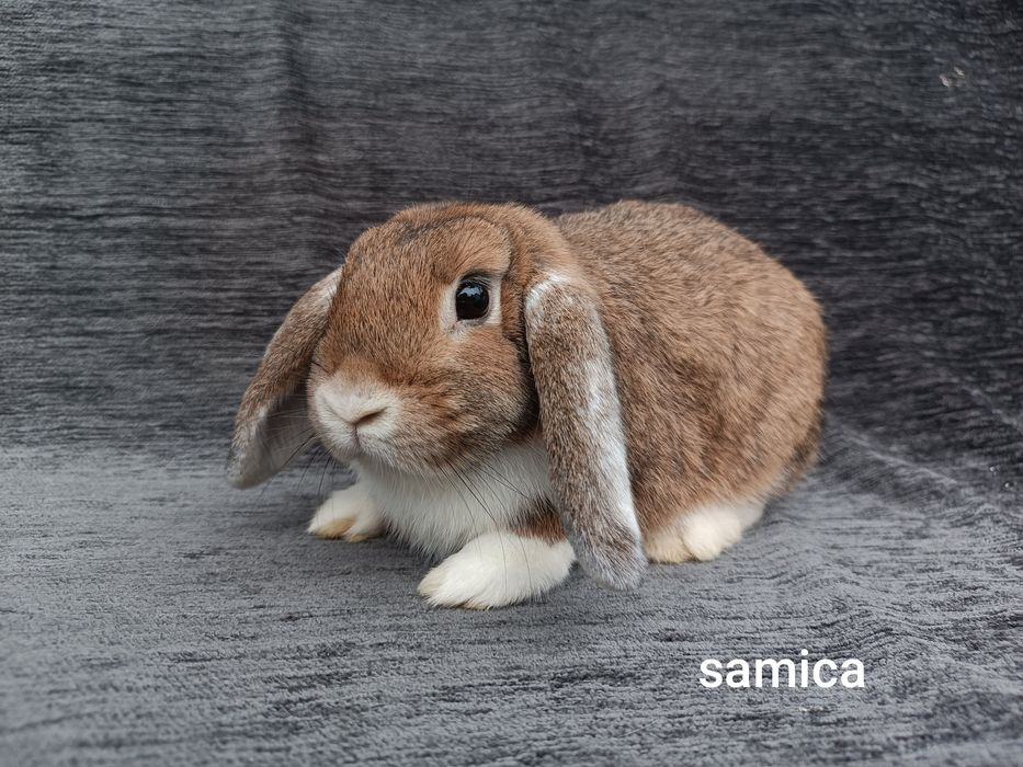 Króliki karzełki baranki miniaturki