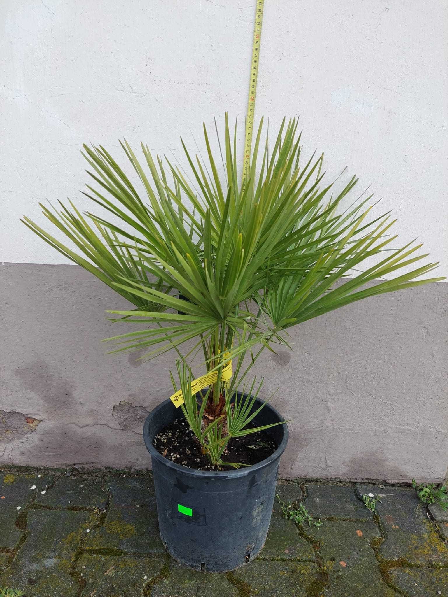 Palmy Chamaerops Humilis 80cm/60cm