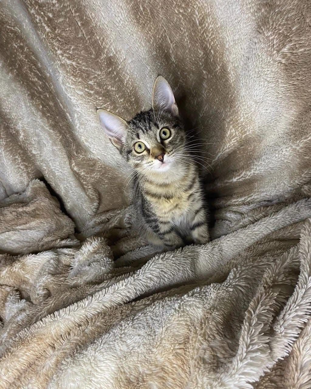 Котенок бесплатно