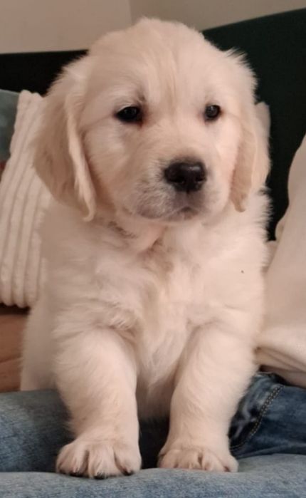 Golden Retriever FCI ZKwP Champion