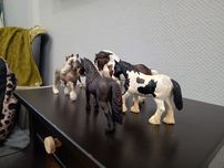 Koniki schleich 6 sztuk używane