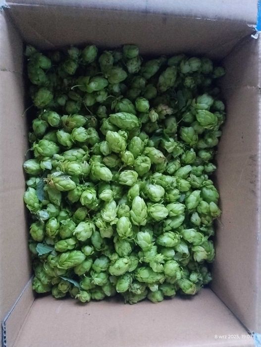 Szyszki chmielu dzikiego zielone 1 kg