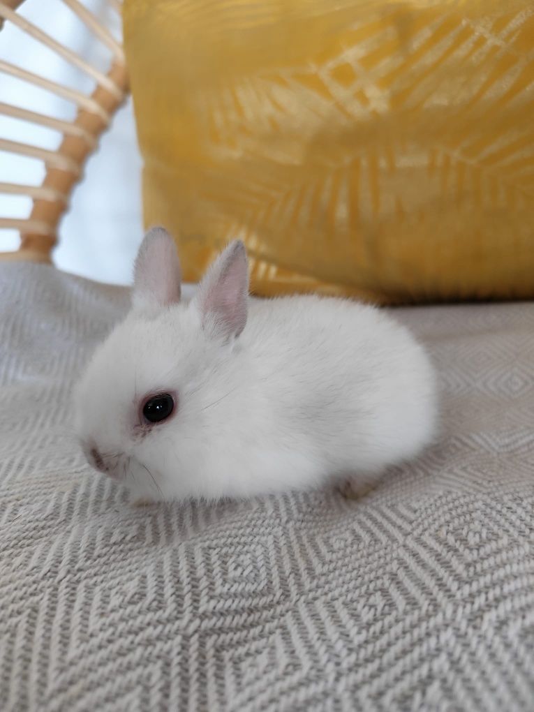Coelhos  mini Toy holandês