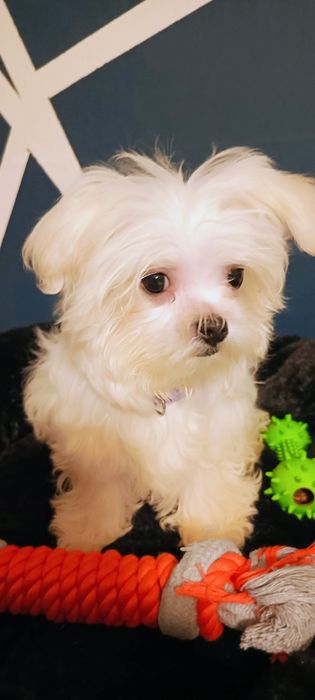 Mini sunia maltanczyk