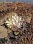 Liocheles australasiae i2 skorpion