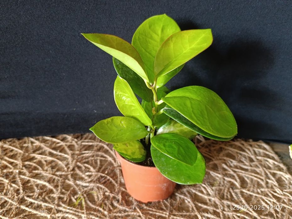 Hoya        Хойа