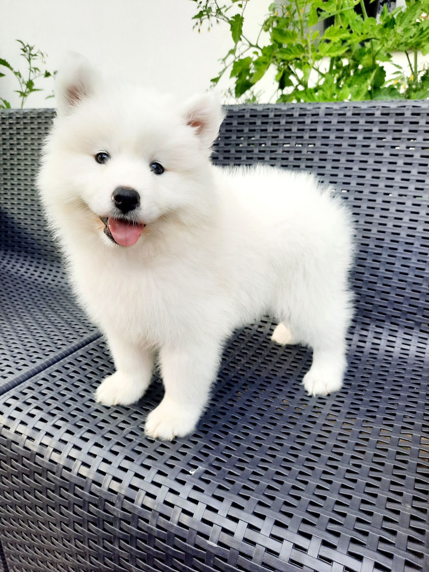 Samoyed typ misia suczka