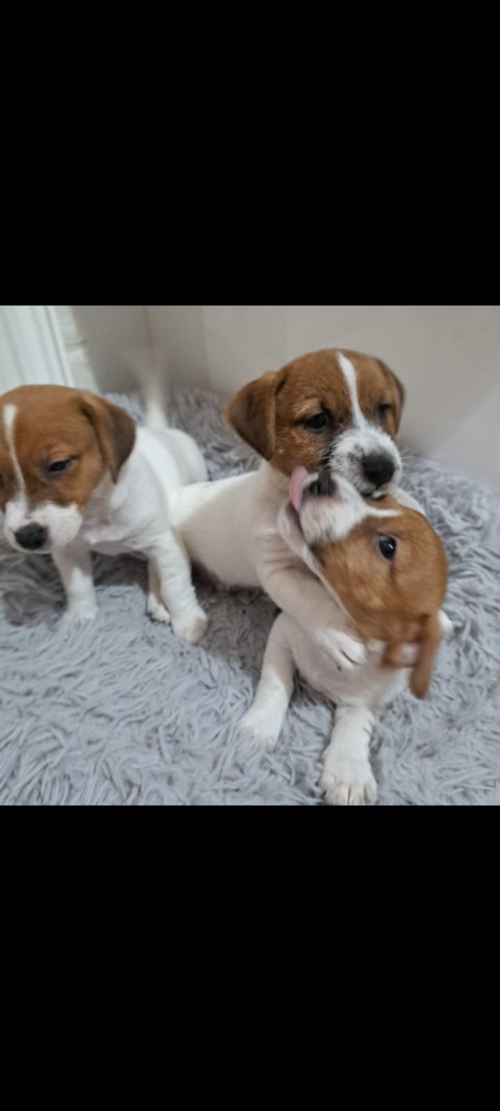 Jack Russell Terrier z rodowodem 12 tygodniowe