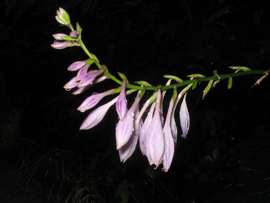 Canon Power Shot A310 Aparat cyfrowy Zestaw retro Y2K