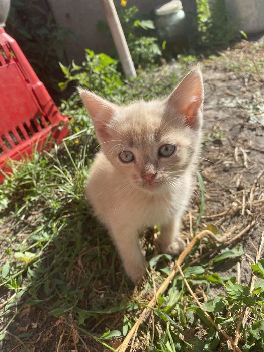 Віддам кошенят