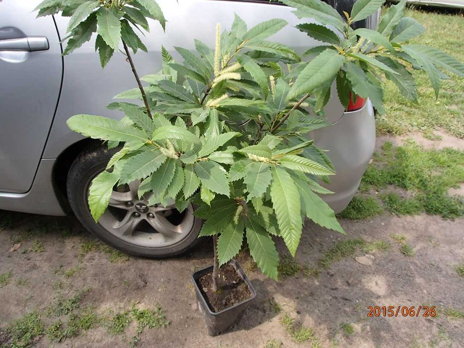 Kasztan jadalny Castanea sativa w doniczce