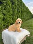 Piesek Golden Retriever złoty - gotowy do odbioru