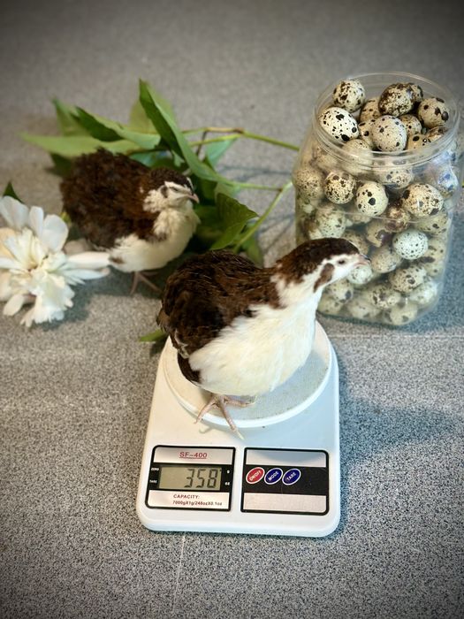 Перепела смокінгові інкубаційні яйця