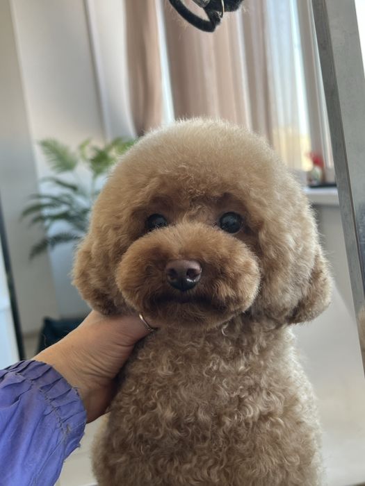 Стрижка собак і котиків