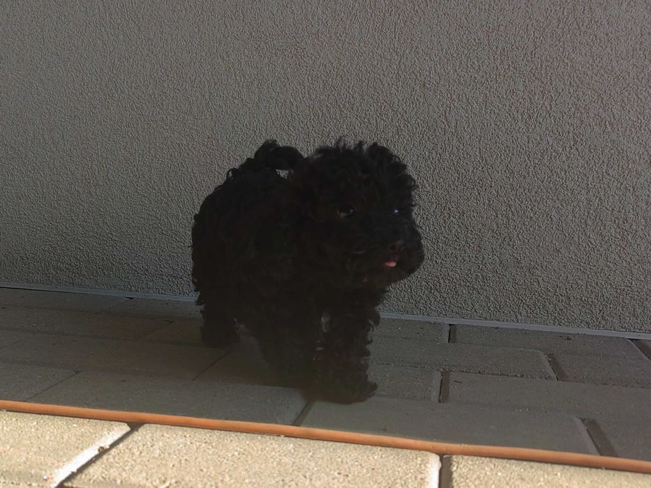 pudel miniaturowy czarny