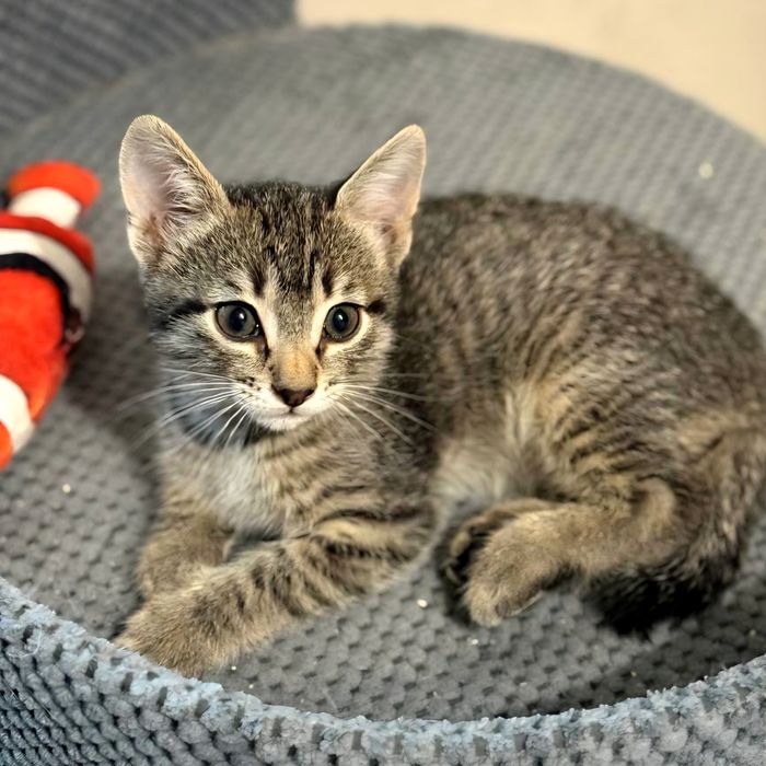 Котя, милый мальчик ждет своего человека