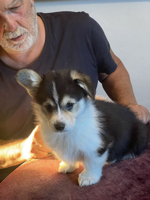 Welsh Corgi Pembroke - piekny trikolorowy piesek FCI z dlugim ogonkiem