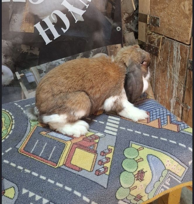 Dwie dorosłe samice fbm I fbmsr