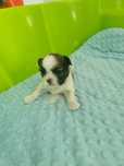 Szczeniak shih tzu