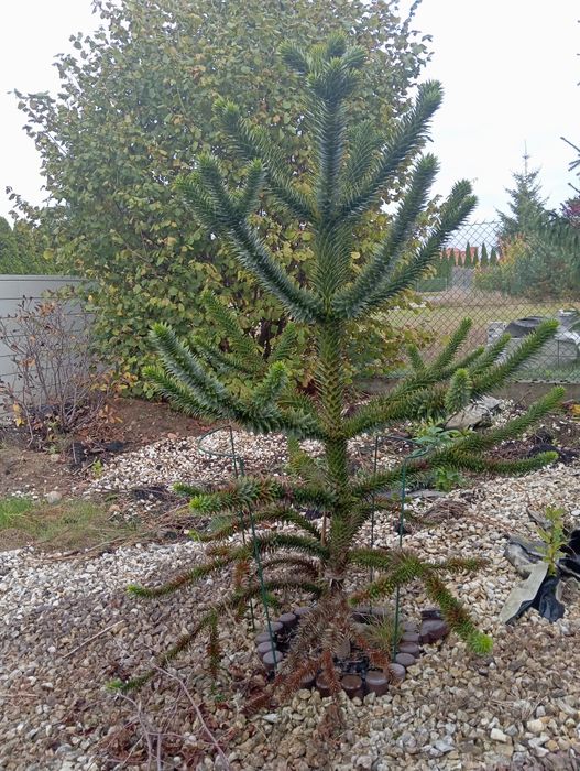 Araucaria araucana sprzedam 180 cm