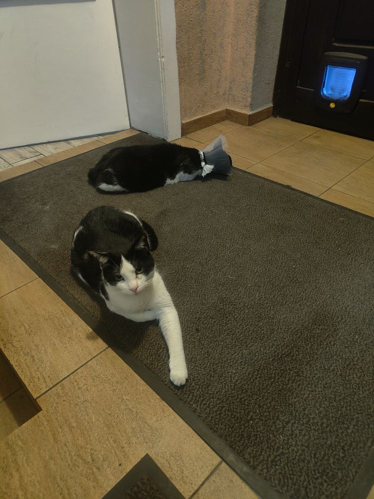 Przymilne czarno-białe kocurki do adopcji