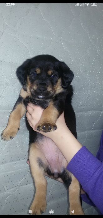 Віддамо щенят: 3 міс.