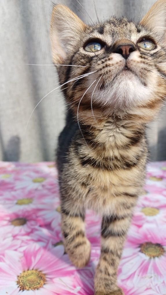 Котик шукає родину