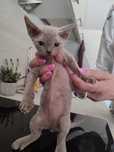 Kocurek Devon rex