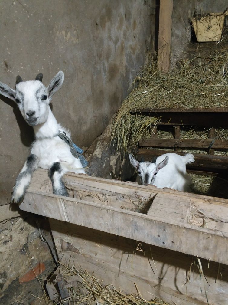 Продам козликів цапиків