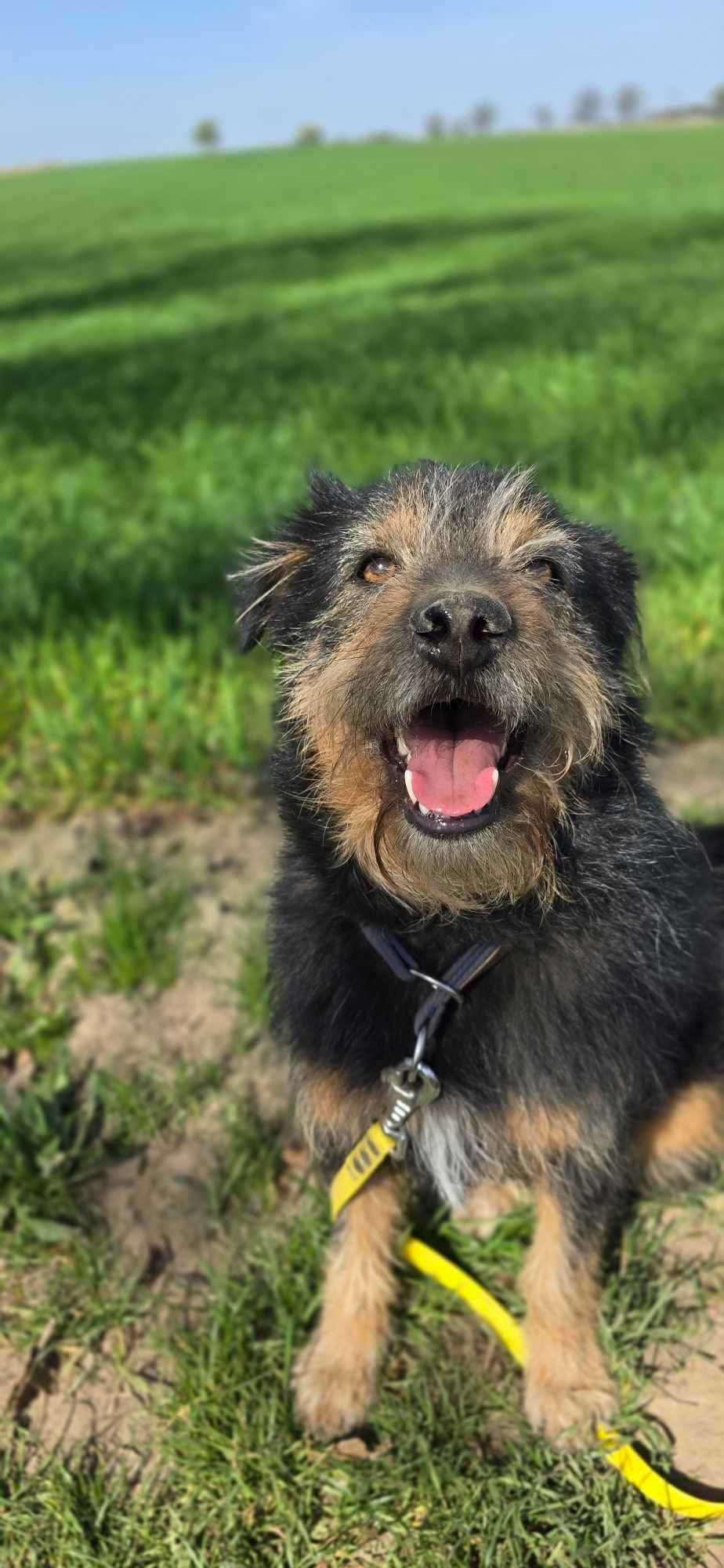 Terierkowaty Jerry do adopcji