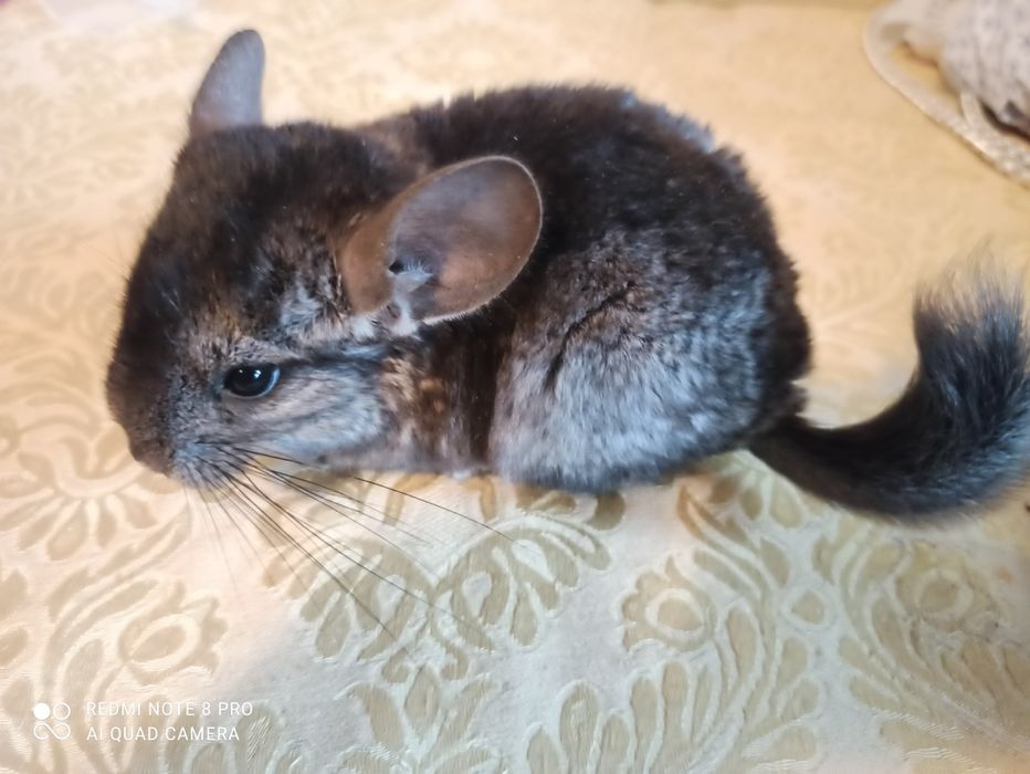 Szynszyl szynszyla szynszyle Polecam . Do odbioru od 6.12.25.