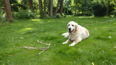 Lijo - Golden retriever do adopcji