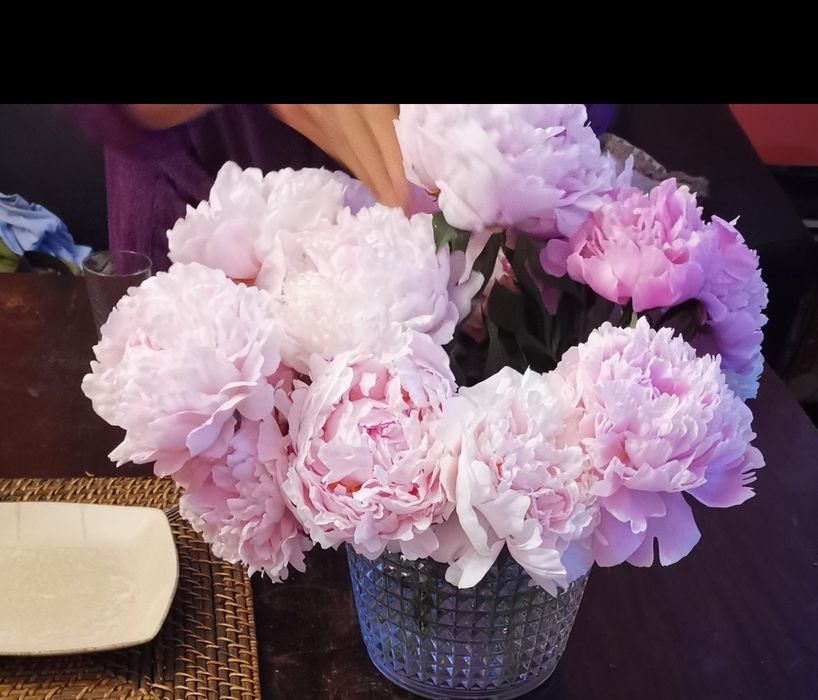 Peonia, Piwonia bylina kłącza