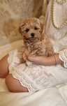 Maltipoo szczeniaczek