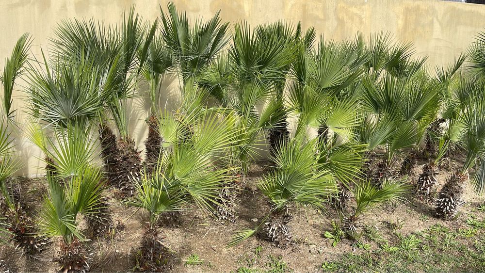 Palmeira Leque varios tamanhos