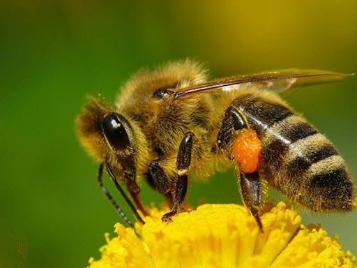 Бджолопакети Бджоли