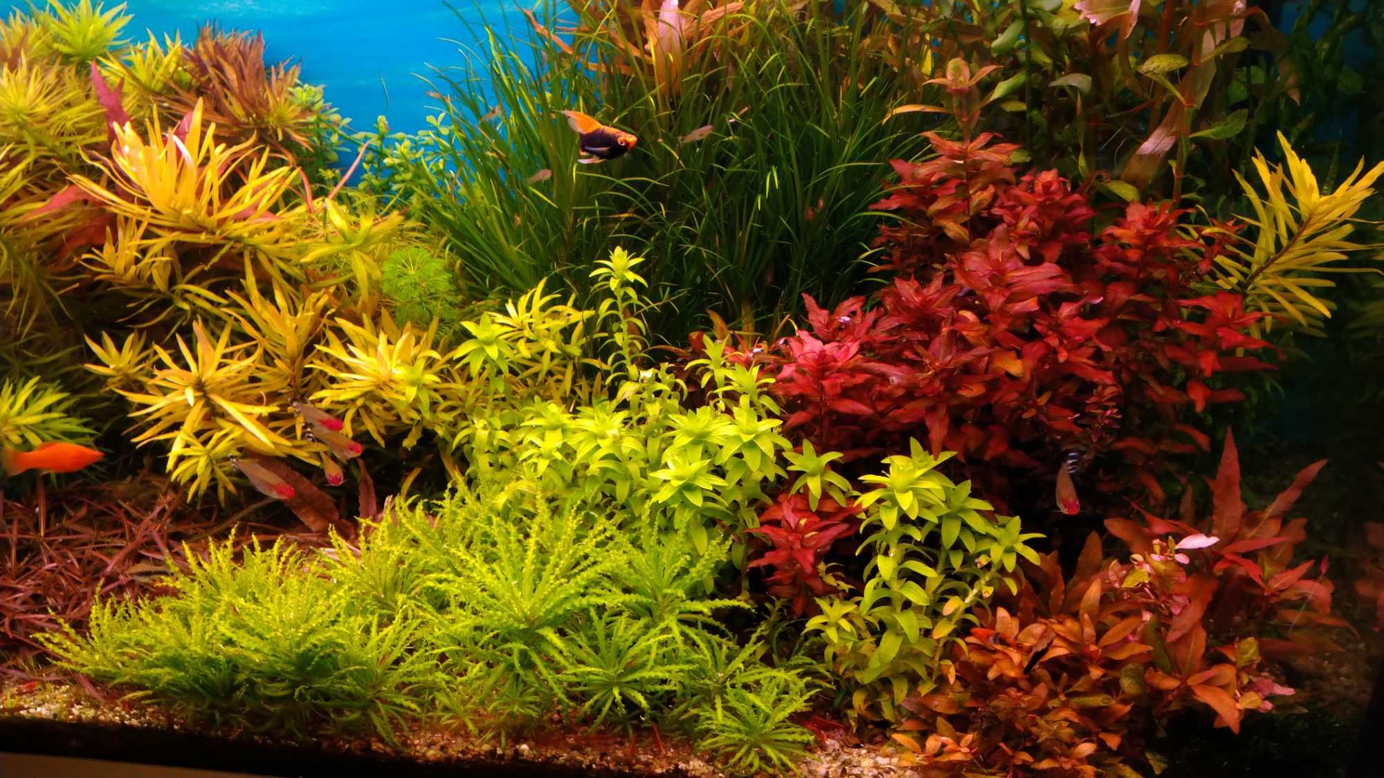 Nawozy Fitohormony roślin akwariowych 100ml na 4 lata w akwarium 100l