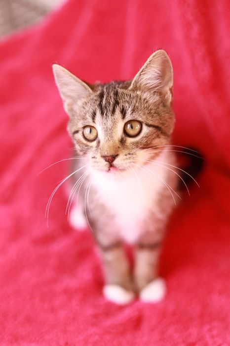 Mały tygrysek szuka przytulnego kącika na resztę życia