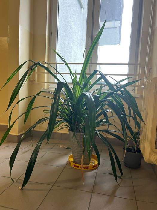 Pandatus, Pochutnik-roślinka doniczkowa