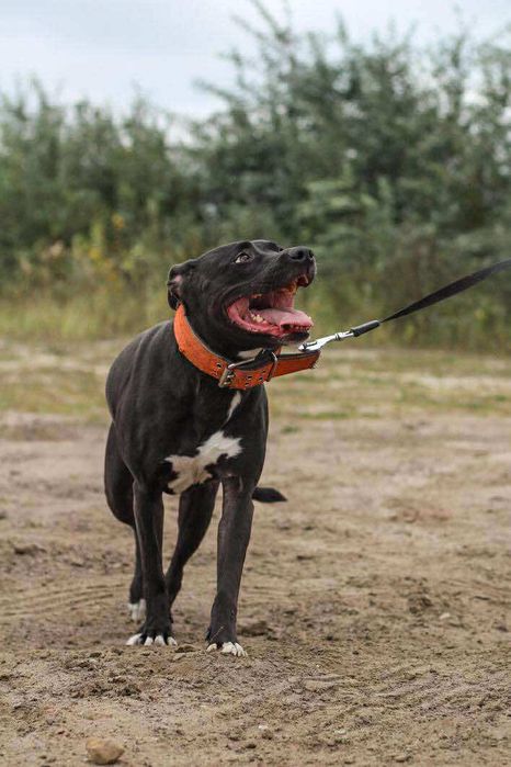 suczka pitbull do adopcji pit bull amstaff