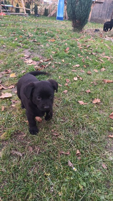 Oddam śliczne szczenięta